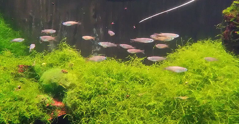 田んぼや水路の自然を代表する魚の一種ミナミメダカ。ドジョウなどと共に、身近な魚の代表でもありましたが、絶滅が心配されるほどに数を減らしています。
