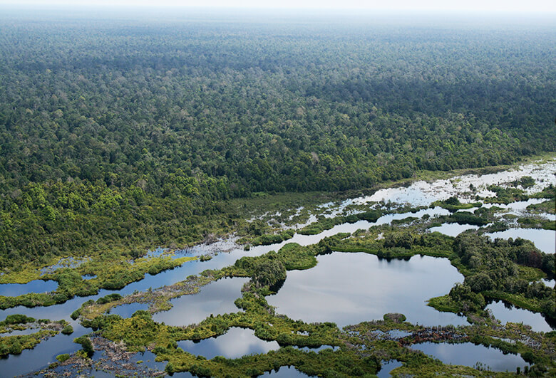 インドネシアの泥炭湿地林。枯れた植物が水の下につかり、分解しないまま堆積して泥炭地ができている。