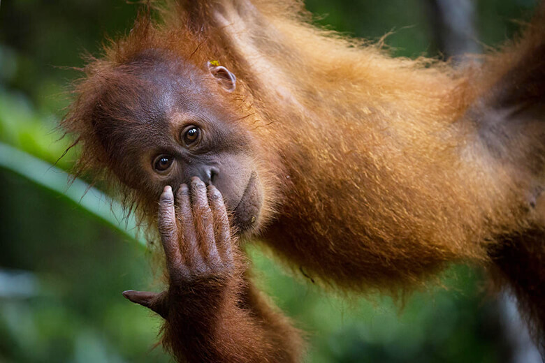 絶滅の危機に瀕しているオランウータン。