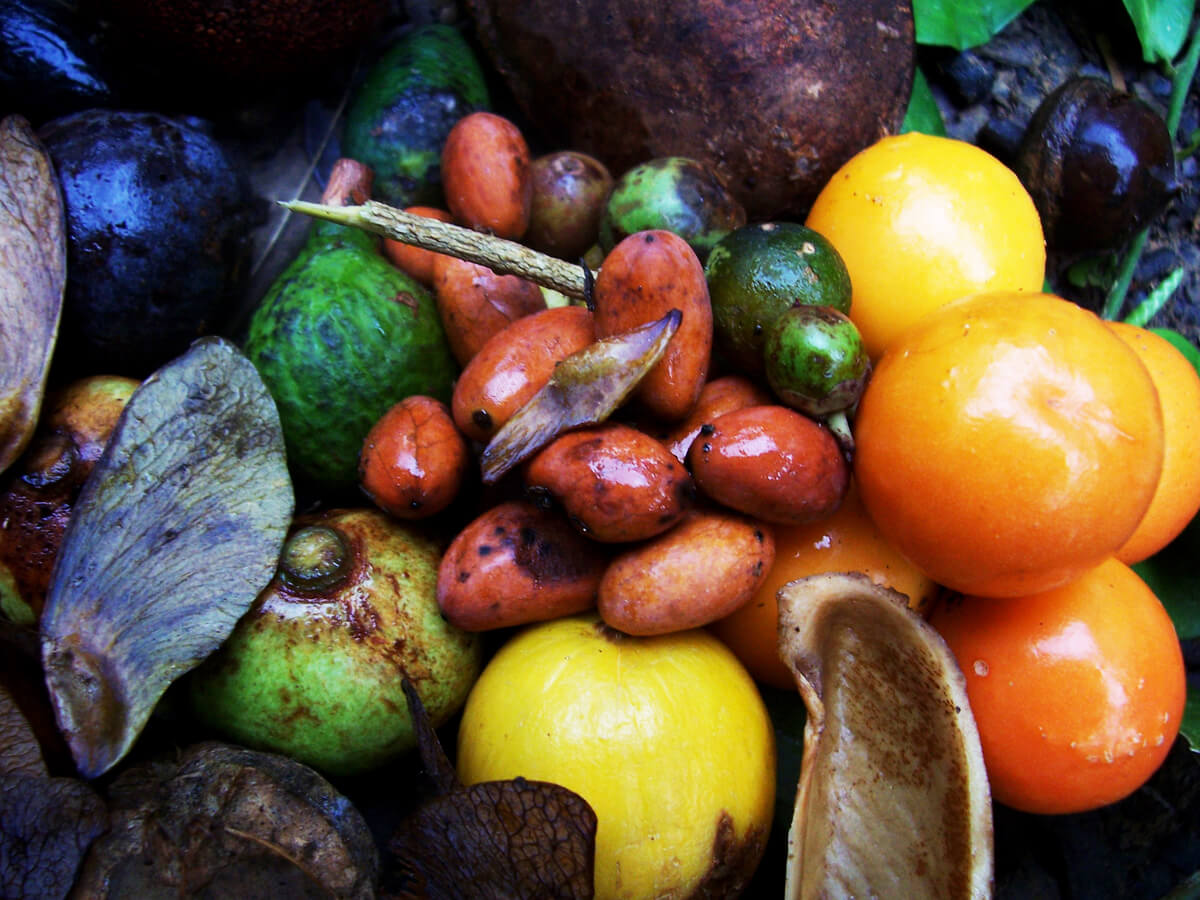 オランウータンは多くの果実を食べて生活している。