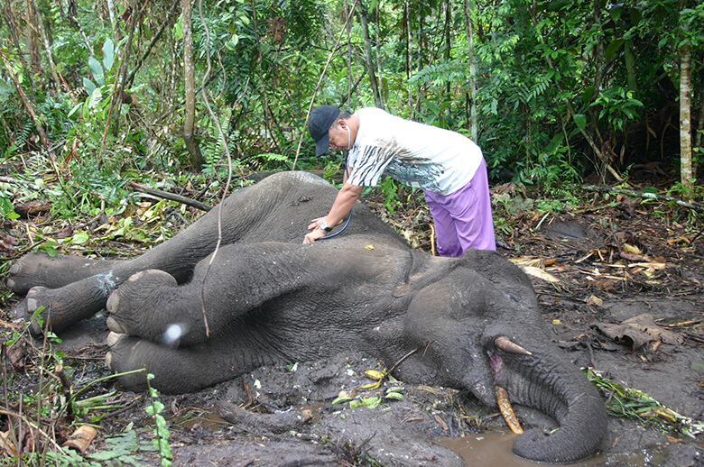 スマトラ島で確認された、9歳の野生のアジアゾウ。罠でとらえられた後、餌を与えられず死んだとみられる。アジアゾウも絶滅危惧種である。