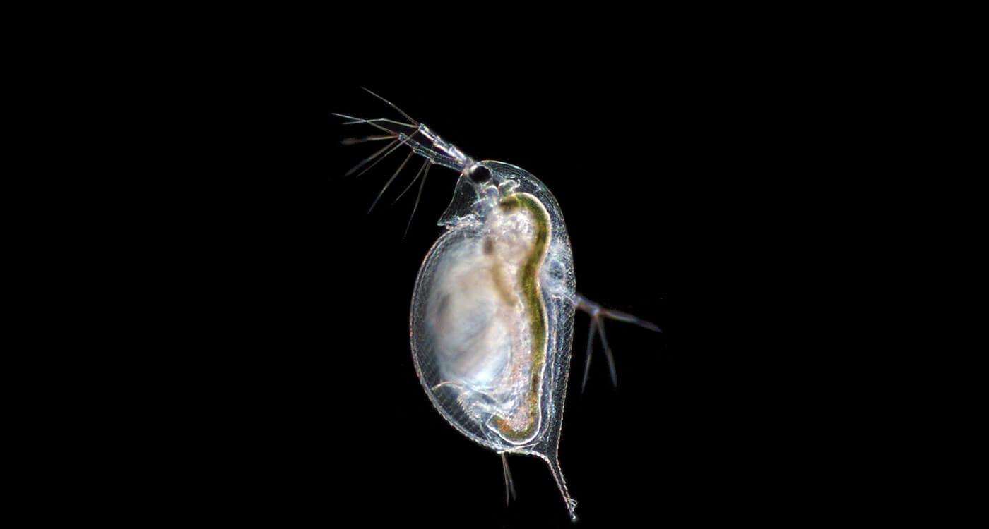 動物図鑑 今その動物はどんな危機にある 注目の活動特集 Wwfジャパン