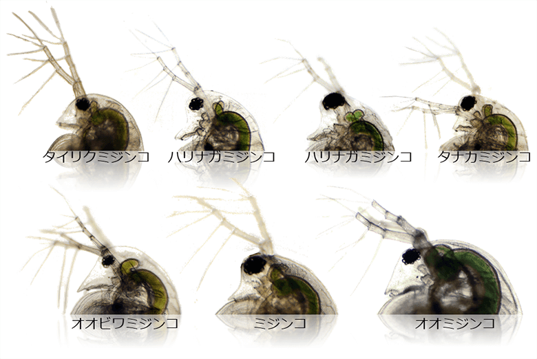 ミジンコの目はいくつ Wwfジャパン