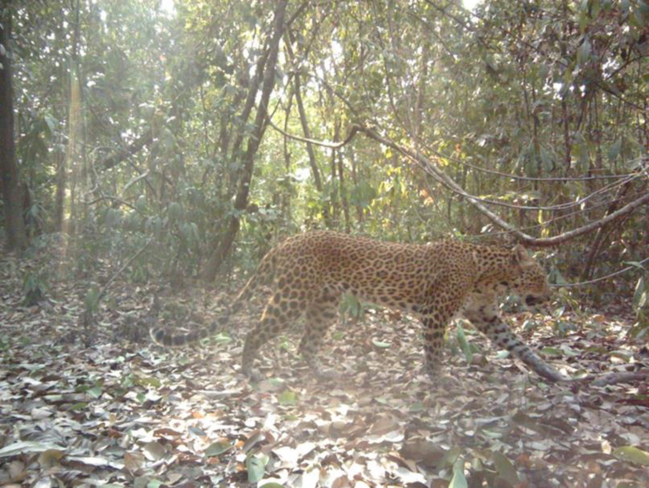自動撮影カメラに映ったインドシナヒョウ