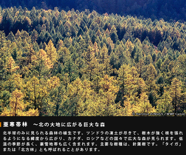 亜寒帯林~北の大地に広がる巨大な森~北半球のみに見られる森林の植生です。ツンドラの凍土が尽きて、樹木が強く根を張れるようになる緯度から広がり、カナダ、ロシアなどの国々で巨大な森が見られます。低温の季節が長く、豪雪地帯も広く含まれます。主要な樹種は、針葉樹です。「タイガ」または「北方林」とも呼ばれることがあります。