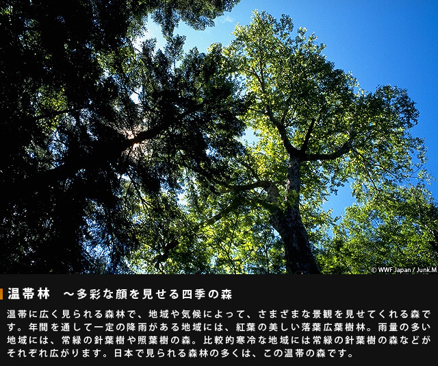 温帯林~多彩な顔を見せる四季の森~温帯に広く見られる森林で、地域や気候によって、さまざまな景観を見せてくれる森です。年間を通して一定の降雨がある地域には、紅葉の美しい落葉広葉樹林。雨量の多い地域には、常緑の針葉樹や照葉樹の森。比較的寒冷な地域には常緑の針葉樹の森などがそれぞれ広がります。日本で見られる森林の多くは、この温帯の森です。