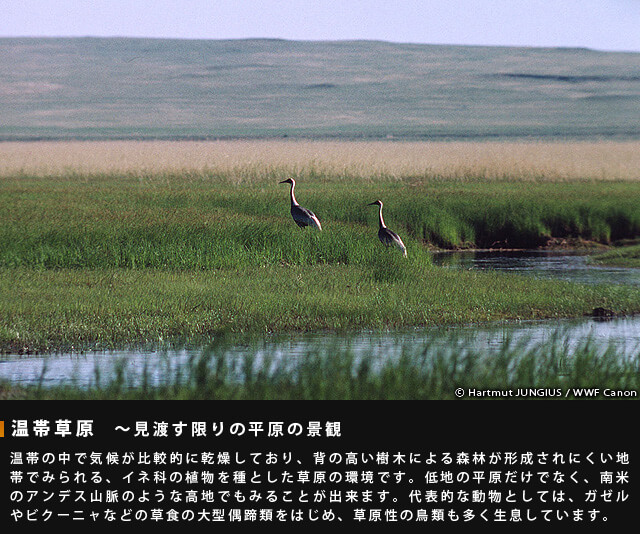 温帯草原～見渡す限りの平原の景観～温帯の中で気候が比較的に乾燥しており、背の高い樹木による森林が形成されにくい地帯でみられる、イネ科の植物を主とした草原の環境です。低地の平原だけではなく、南米のアンデス山脈のような高地でもみることが出来ます。代表的な動物としては、ガゼルやビクーニャなどの装飾の大型偶蹄類をはじめ、草原性の鳥類も多く生息しています。