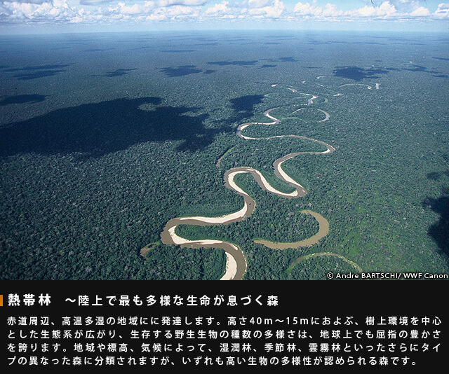 熱帯林~陸上で最も多様な声明が息づく森~赤道周辺、高温多湿の地域に発達します。高さ15m~40mにおよぶ、樹上環境を中心とした生態系が広がり、生存する野生生物の種数の多様さは、地球上でも屈指の豊かさを誇ります。地域や標高、気候によって、湿潤林、季節林、雲霧林といったさらにタイプの異なった森に分類されますが、いずれも高い生物の多様性が認められる森です。