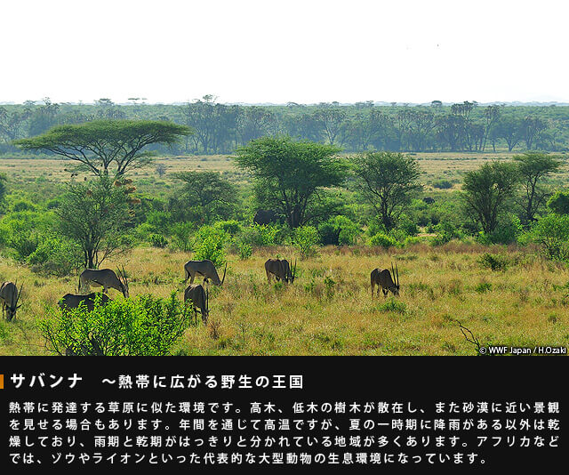 サバンナ~熱帯に広がる野生の王国~熱帯に発達する草原に似た環境です。高木、低木の樹木が散在し、また砂漠に近い景観を見せる場合もあります。年間を通じて高温ですが、夏の一時期に降雨がある以外は乾燥しており、雨季と乾季がはっきりと分かれている地域が多くあります。アフリカなどでは、ゾウやライオンといった代表的な大型動物の生息環境になっています。