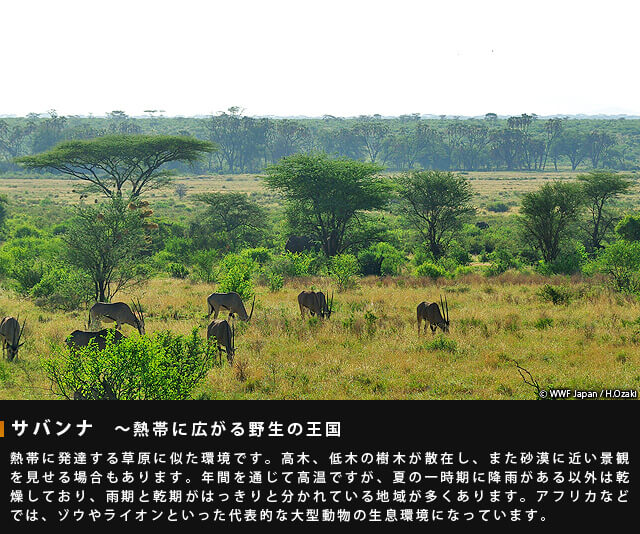 サバンナ～熱帯に広がる野生の王国～熱帯に発達する草原に似た環境です。高木、低木の樹木が散在し、また砂漠に近い景観を見せる場合もあります。年間を通じて高温ですが、夏の一時期に降雨がある以外は乾燥しており、雨季と乾季がはっきりと分かれている地域が多くあります。アフリカなどでは、ゾウやライオンといった代表的な大型動物の生息環境になっています。