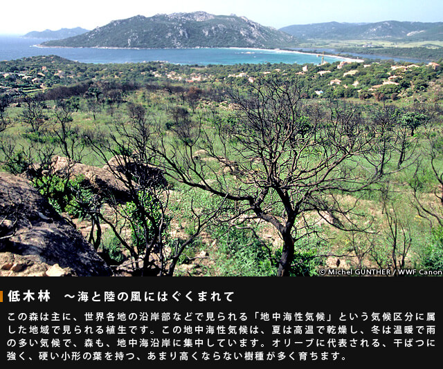 低木林~海と陸の風にはぐくまれて~この森は主に、世界各地の沿岸部などで見られる「地中海性気候」という気候区分に属した地域で見られる植生です。この地中海性気候は、夏は高温で乾燥し、冬は温暖で雨の多い気候で、森も、地中海沿岸に集中しています。オリーブに代表される、間伐に強く、固い小型の葉を持つ、あまり高くならない樹種が多く育ちます。