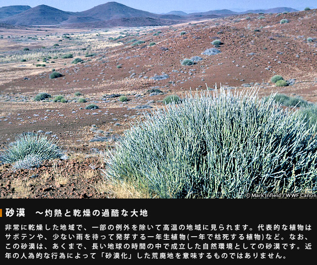 砂漠~灼熱と乾燥の過酷な大地~非常に乾燥した地域で、一部の例外を除いて高温の地域に見られます。代表的な植物はサボテンや、少ない雨を待って発がする一年生植物(一年で枯死する植物)など。なお、この砂漠は、あくまで、長い地球の時間の中で成立した自然環境としての砂漠です。近年の人為的な行為によって「砂漠化」した荒廃地を意味するものではありません。