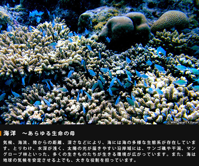 海洋~あらゆる生命の母~気候、海流、陸からの距離、深さなどにより、海には海の多様な生態系が存在しています。とりわけ水深が浅く、太陽の光が届きやすい沿岸域には、サンゴ礁や干潟、マングローブ林といった、多くの生きものたちが生きる環境が広がっています。また、海は地球の気候を安定させる上でも、大きな役割を担っています。