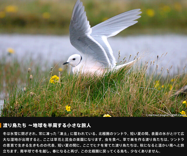 渡り鳥たち～地球を半周する小さな旅人～冬は氷雪に閉ざされ、常に凍った「凍土」に覆われている、北極圏のツンドラ。短い夏の間、表面の氷がとけて広大な湿地が出現すると、ここは草花と昆虫の楽園になります。虫を食べ、草で巣を作る渡り鳥たちは、ツンドラの恩恵で生きる生きものの代表。短い夏の間に、ここでヒナを育てた渡り鳥たちは、秋になると温かい南へと旅立ちます。南半球で冬を越し、春になると再び、この北極圏に戻って来る鳥も、少なくありません。