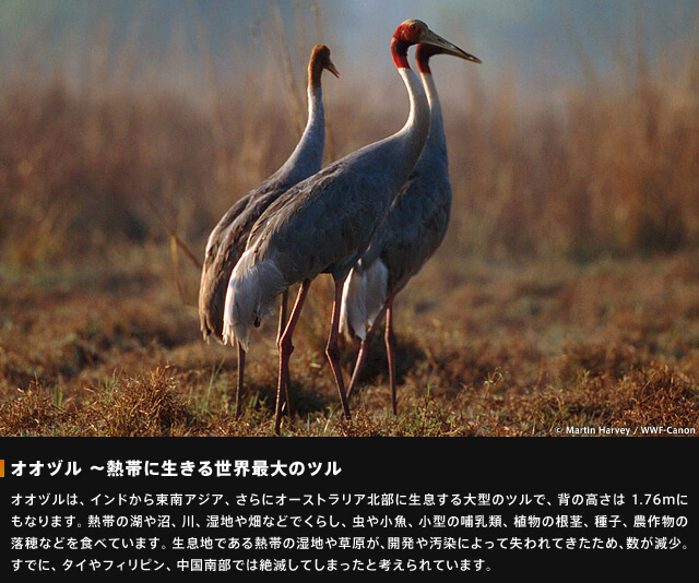 オオヅル~熱帯に生きる世界最大のツル~オオヅルは、インドから東南アジア、さらにオーストラリア北部に生息する大型のツルで、背の高さは1.76mにもなります。熱帯の湖や沼、川、湿地や畑などでくらし、虫や小魚、小型の哺乳類、植物の根茎、主旨、農作物の落穂などを食べています。生息地である熱帯んお湿地や草原が、開発や汚染によって失われてきたため、数が減少。すでに、タイやフィリピン、中国南部では絶滅してしまったと考えられています。