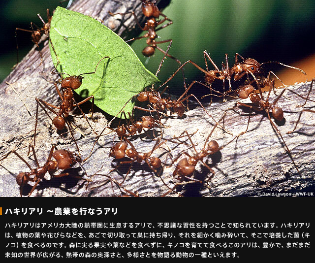 ハキリアリ~農業を行うアリ~ハキリアリは、アメリカ大陸の熱帯圏に生息するアリで、不思議な習性をもつことで知られています。ハキリアリは、植物の葉や花びらなどを、あごで切り取って巣に持ち帰り、それを細かく砕いて、そこで培養した菌(キノコ)を食べるのです。森に実る果実や葉などを食べずに、キノコを育てて食べるこのアリは、豊かで、まだまだ未知の世界が広がる。熱帯の森の奥深さと、多様さとを物語る動物の一種といえます。
