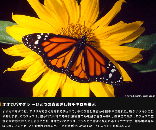 オオカバマダラ~ひとつの森を目指し数千キロを飛ぶ~オオカバマダラは、アメリカで広く見られるチョウで、冬になると数百から数千キロ離れた、温かいメキシコに移動します。このチョウは、限られた山地の熱帯針葉樹林で冬を越す習性があり、億単位で集まったチョウの重さで大木がたわんでしまうことも。オオカバマダラは、アメリカではよく見られるチョウですが、越冬地の森が限られているため、この森が失われると、一気に姿が見られなくなってしまうおそれがあります。