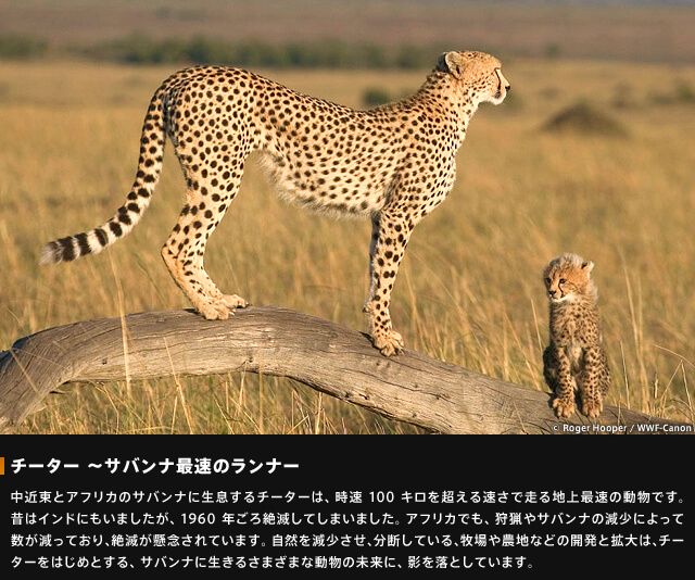チーター~サバンナ最速のランナー~中近東とアフリカのサバンナに生息するチーターは、時速100キロを超える速さで走る地上最速の動物です。昔はインドにもいましたが、1960年ごろ絶滅してしまいました。アフリカでも、狩猟やサバンナの減少によって数が減っており、絶滅が懸念されています。自然を現象させ、分断している、牧場や農地などの開発と拡大は、チーターをはじめとする、サバンナに生きるさまざまな動物の未来に、影を落としています。