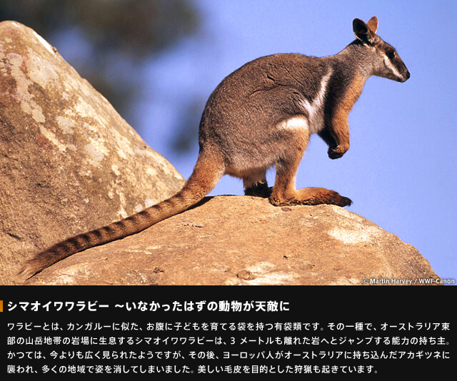 シマオイワワラビー~いなかったはずの動物が天敵に~ワラビーとは、カンガルーに似た、お腹に子どもを育てる袋を持つ有袋類です。その一種で、オーストラリア東部の山岳地帯の岩場に生息するシマオイワワラビーは、3メートルも離れた岩へとジャンプする能力の持ち主。かつては、今よりも広く見られたようですが、その後、ヨーロッパ人がオーストラリアに持ち込んだアカギツネに襲われ、多くの地域で姿を消してしまいました。美しい毛皮を目的とした狩猟も起きています。