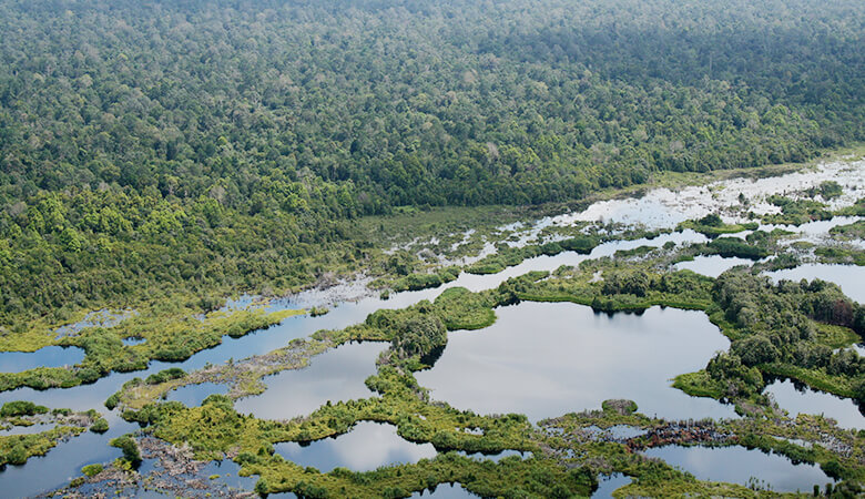 泥炭地とその地上に広がる森。こうした場所が燃やされ、アブラヤシやアカシアのプランテーションが造られます。