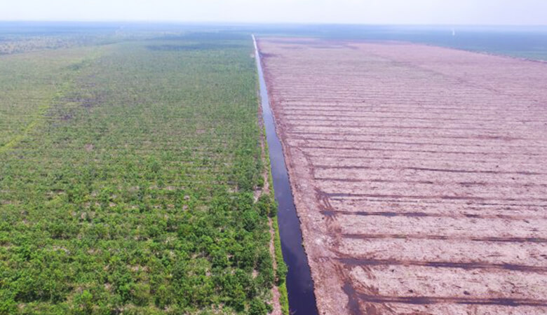 森の木々が伐採され、排水路が掘られた様子。向かって左に、紙・パルプ用の植林地(アカシアプランテーション)が造成されています。火災の跡地にパーム油の原料、アブラヤシが植えられるケースも多く見受けられます。