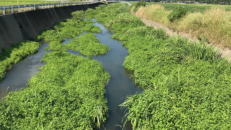 私たちが保全に取り組む九州の水田地帯を流れる水路。流れの周りに植物や土の土手がある場所には、たくさんの生きものたちが息づいています