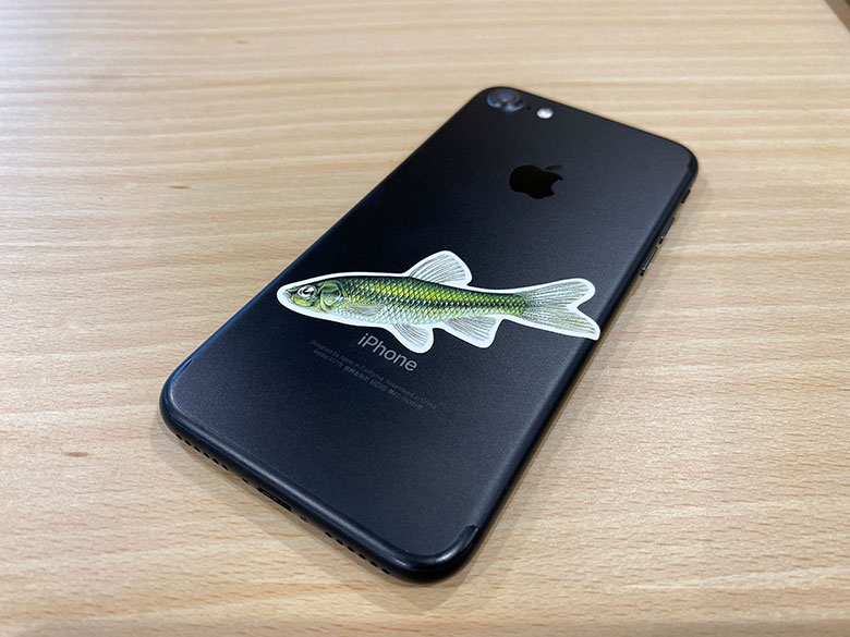 iPhone7にカワバタモロコのステッカーを貼ってみました。黒い筐体とグリーンの魚のコントラストが美しいです。