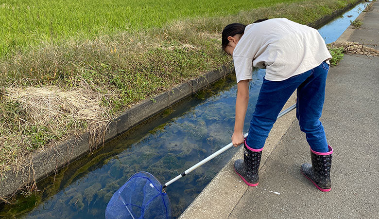 さて、どんな魚がいるかなぁ。タモ網でガサしてみます。