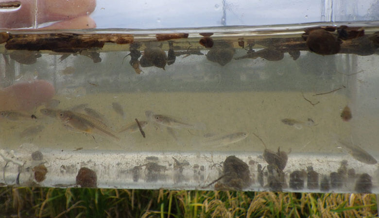 特定外来生物のカダヤシでした。よくみないとメダカと間違えてしまいます。近頃はこのあたりでメダカを発見できていません。