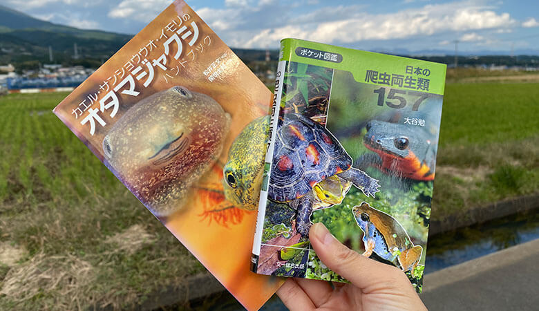 カエル好きの我が子は、爬虫両生類とオタマジャクシのポケット図鑑も愛用しています。