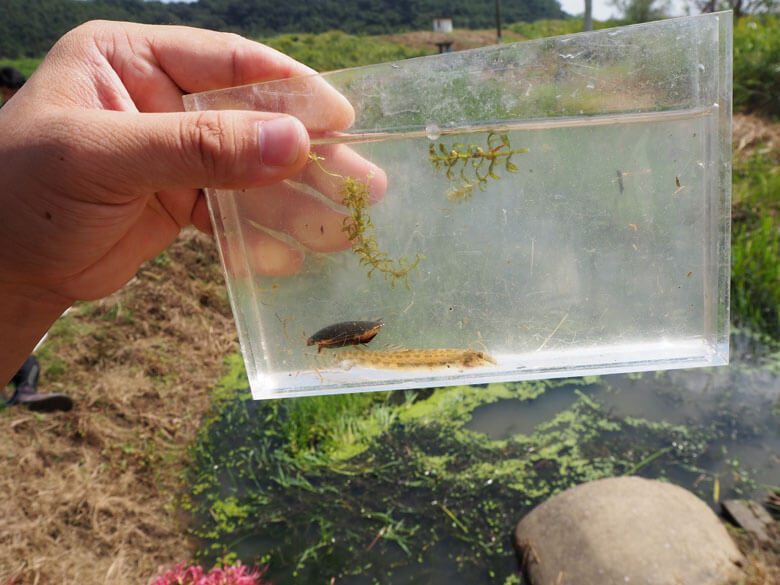 有明海に流入する河川にのみ分布するアリアケスジシマドジョウ。生息環境である植物の多い水田周辺の水路などが改修され、絶滅の危機にある。