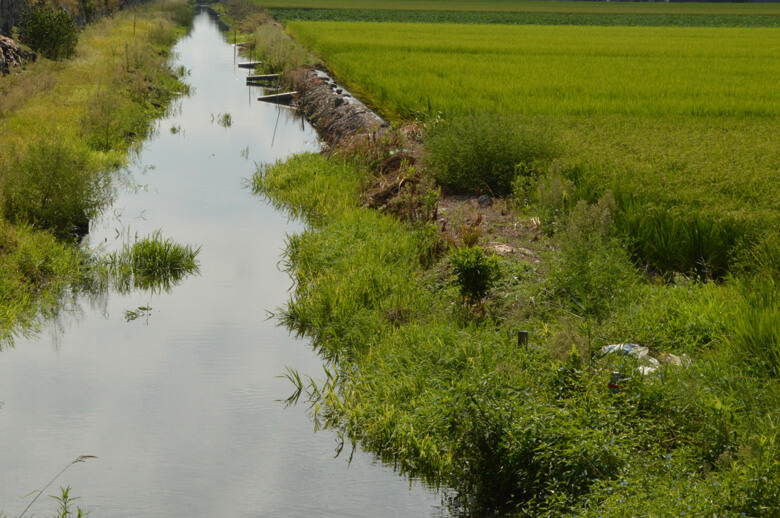 有明海沿岸の水田地帯にある豊かな水路