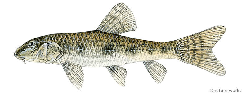 ツチフキ Dwarf pike gudgeon