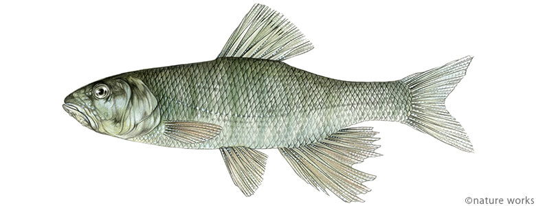 ハス Piscivorous chub