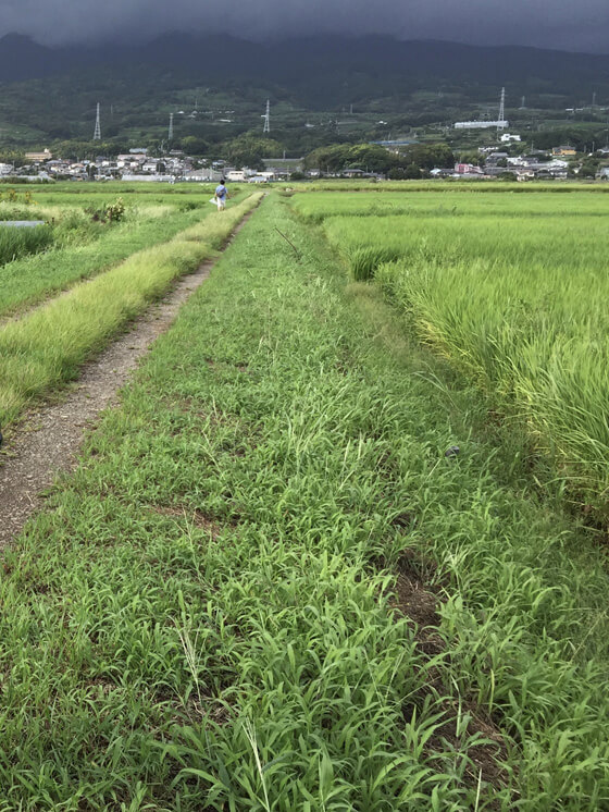 私の田舎の田んぼ。今年も調査してみましたが、メダカは発見できず。カダヤシばかりで残念です。
