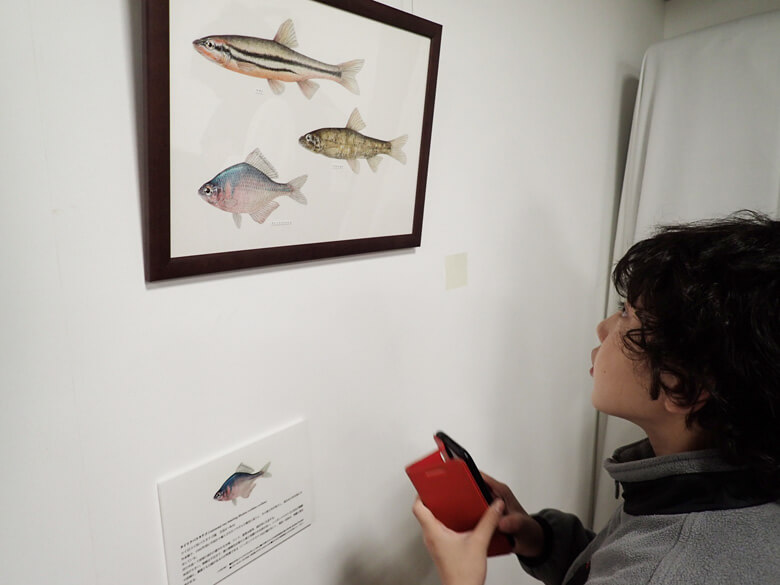 2018年に開催した「淡水魚の原画展 -日本の原風景を泳ぐ絶滅危惧種15選-」で熱心に小村氏の細密画を見つめる少年。