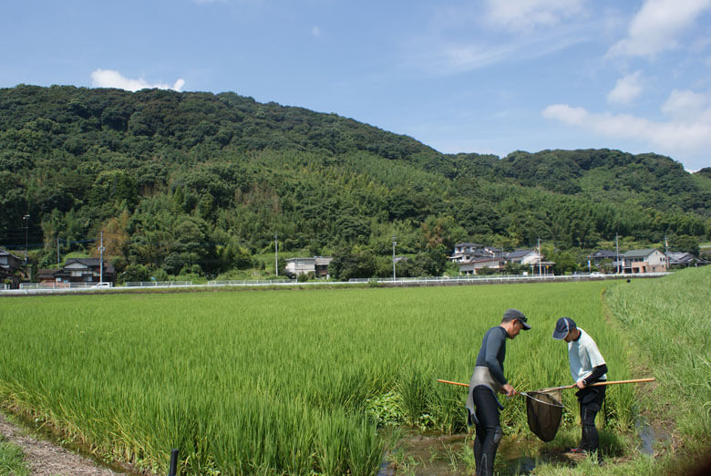 水田・水路における淡水魚の調査
