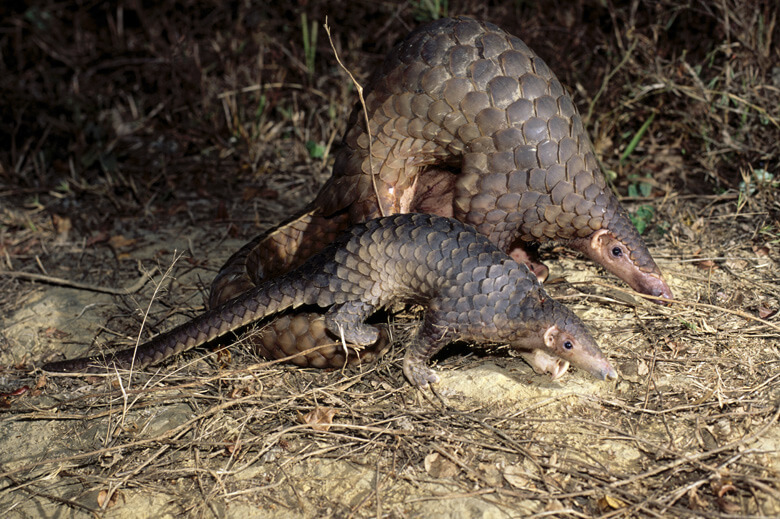 マレーセンザンコウ。アジア地域で、特に深刻な違法取引にさらされている
