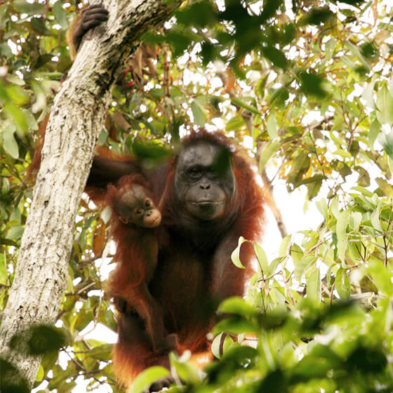 森で起こる大規模な火災は、そこにすむオランウータンのような絶滅危惧種にも大きな影響を及ぼしてきました。WWFジャパンのスタッフのコメントは21時から始まる後編で放送される予定です。