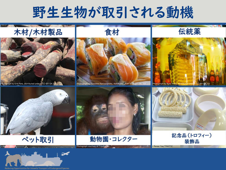 野生生物がどのようなものに利用・取引されているか:<br>様々なものに利用されている野生の動物・植物。養殖や繁殖、栽培なども多く行われているが、野生から採取し利用しているものもまだまだたくさん存在する。<br>