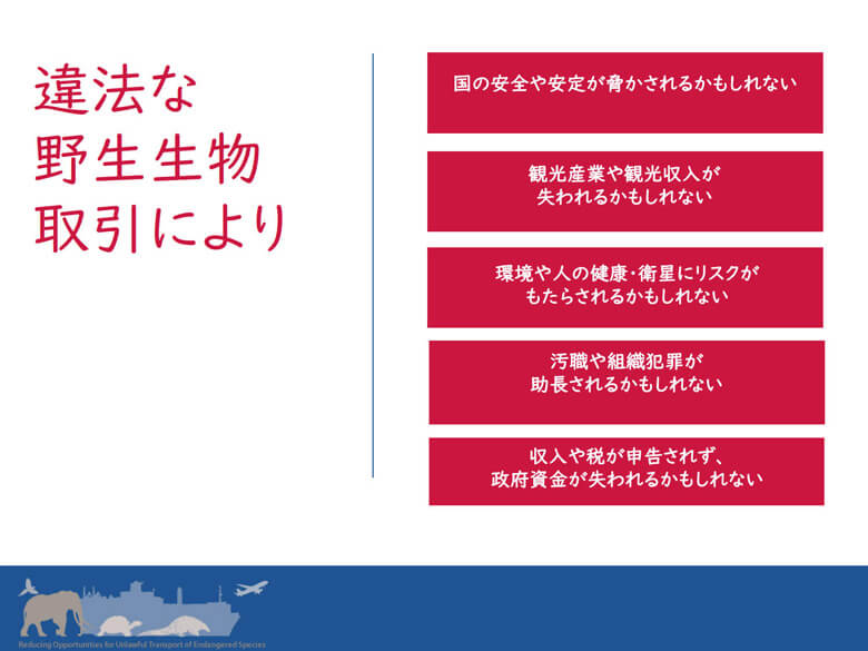 野生生物の違法取引がもたらす社会に対するリスクについて:<br>違法取引が横行することで、国の産業にも影響が及ぶことや、時に組織犯罪が関与しているケースもあり、国の安全保障にも関わる社会的リスクも高い。<br>
