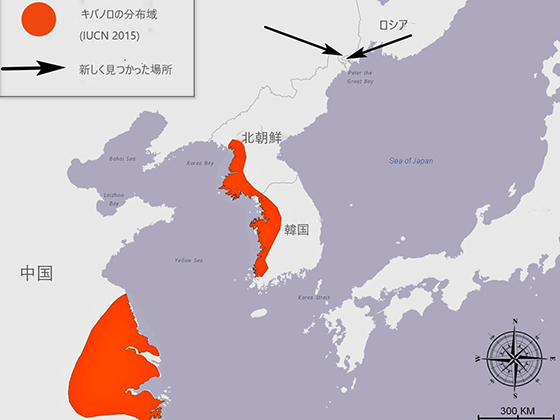これまでのキバノロの分布域(赤色)と今回、極東ロシアで見つかった場所©ヒョウの森国立公園