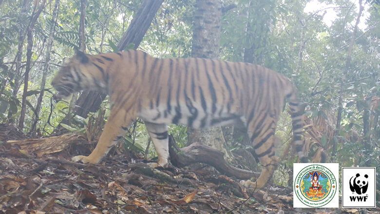 Finally, managed to shoot an Indochinese tiger. Although they used to be widely distributed in the Greater Mekong region, nowadays the population in both VietNam and Cambodia has disappeared, and the population in Thailand is estimated to be less than 200.