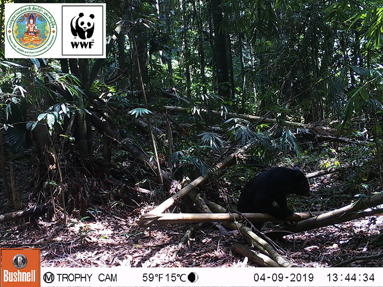 Asian black bear that also inhabits Japan.It is on the Red List, so is Vulnerable (VU).One more species, Malayan sun bear, also inhabits here.