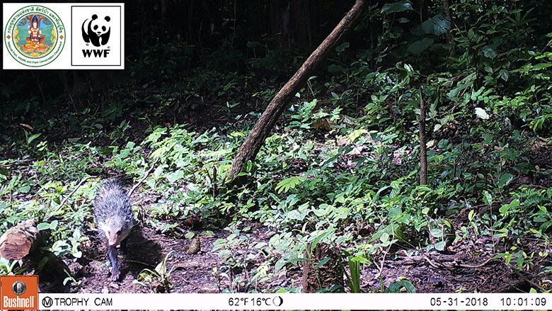 Crab-eating mongoose.