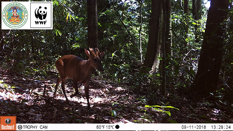 トビイロホエジカ。このタイとミャンマーの国境地帯でしか生息が確認されていない貴重な野生動物の一種です。