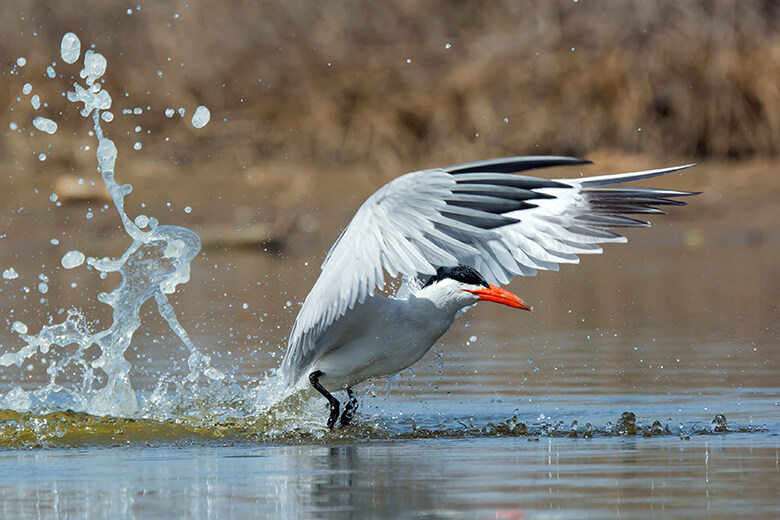 水鳥の一種オニアジサシ。以前、冬の松島湾でゆったり飛ぶカモメの群れの中、1羽だけ戦闘機のように高速で飛び回る姿を見てビックリしました。その迫力と、赤く太い大きなくちばしは、なるほど「鬼」の名にふさわしいものでした。