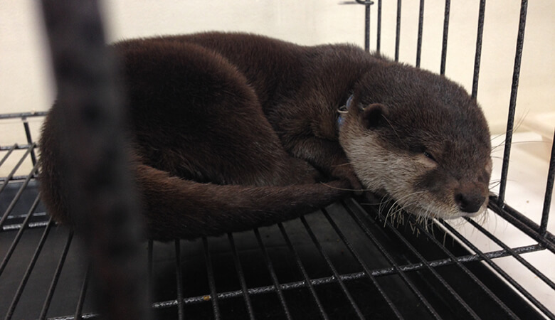 カワウソカフェで展示されるカワウソ