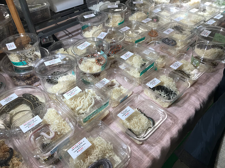 エキゾチックアニマル展示即売会では、さまざまな動物が販売されています。