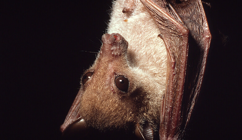 野生生物の違法取引は、生物そのものを絶滅の危機に追い込むことはもちろん、感染症や害虫を蔓延させるリスクにもつながる。とりわけコウモリやスローロリスなどは、人獣共通感染症をもたらす可能性のある動物。
